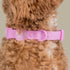 Pablo & Co. LAVENDER Waterproof Collar